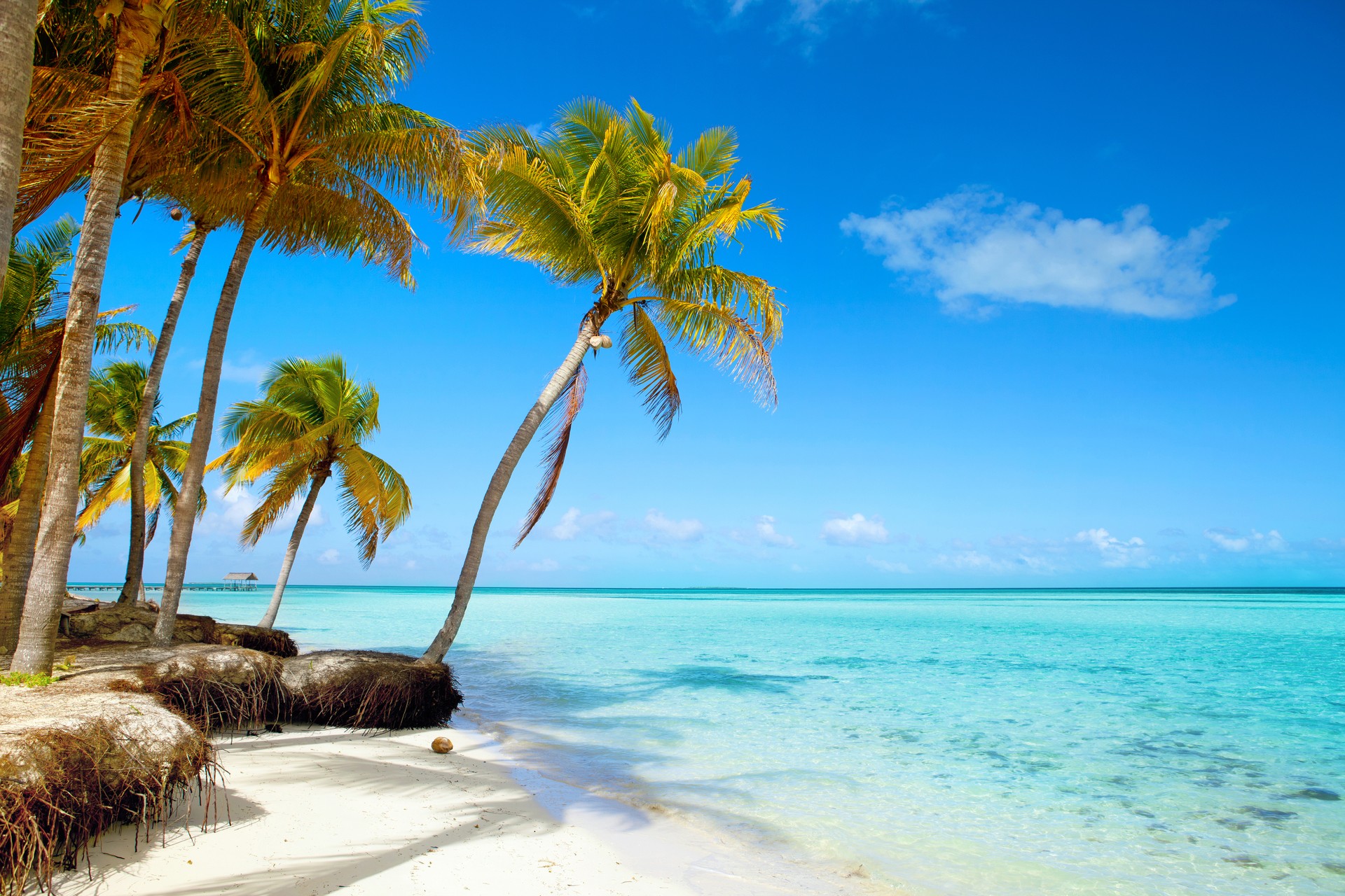 Tropical beach, blue sky, palm trees, turquoise sea water, summer